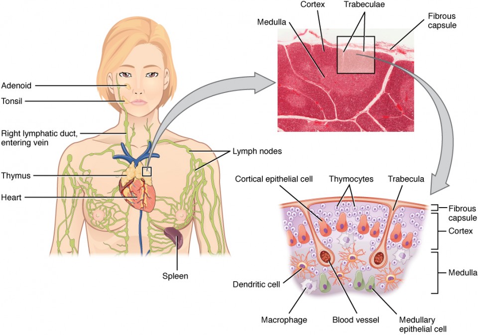 Anatomia dos sistemas linfático e imunitário