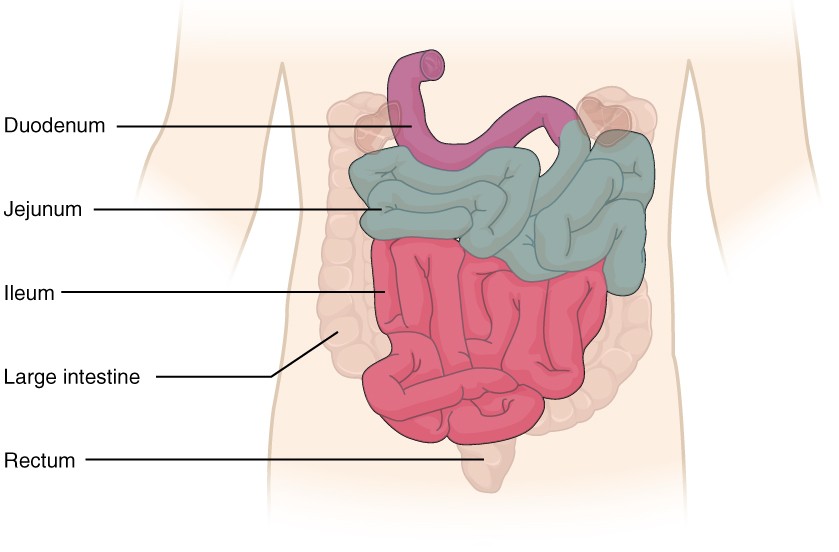 O intestino delgado e o intestino grosso
