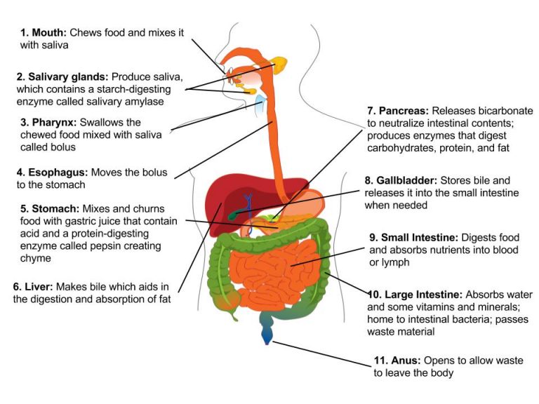 Anatomia dos órgãos do sistema digestivo e suas funções.