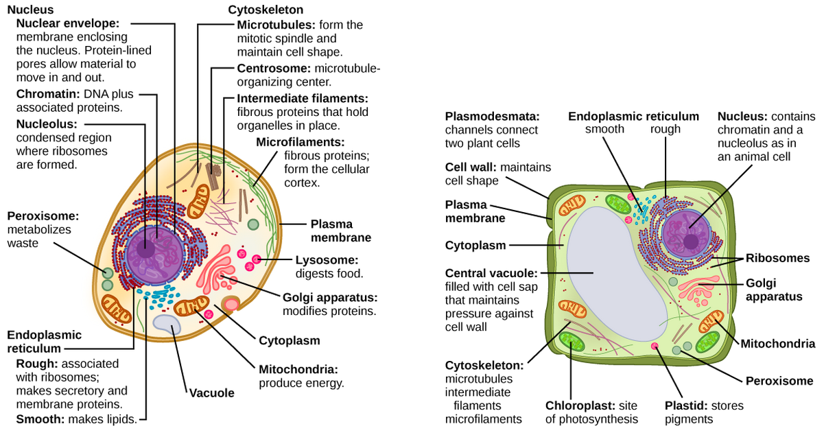 Células eucarióticas