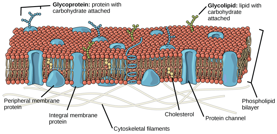 Estrutura da membrana celular