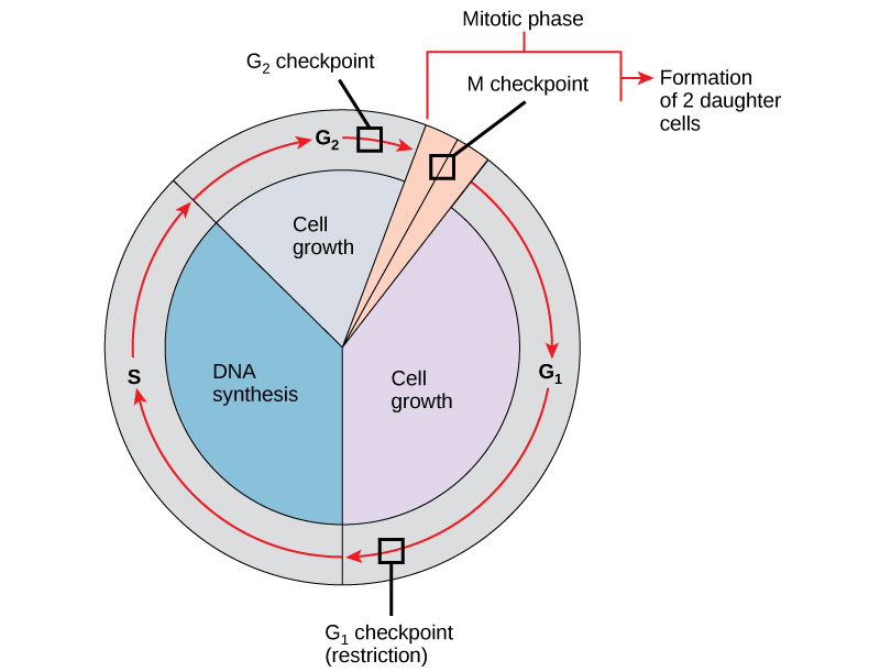 Pontos de controlo do ciclo celular