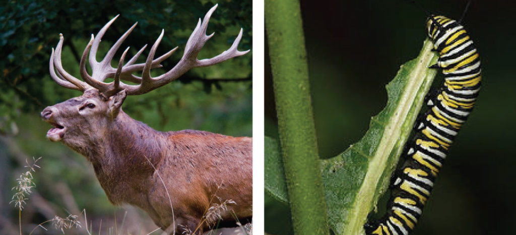 Herbívoros, Carnívoros e Omnívoros