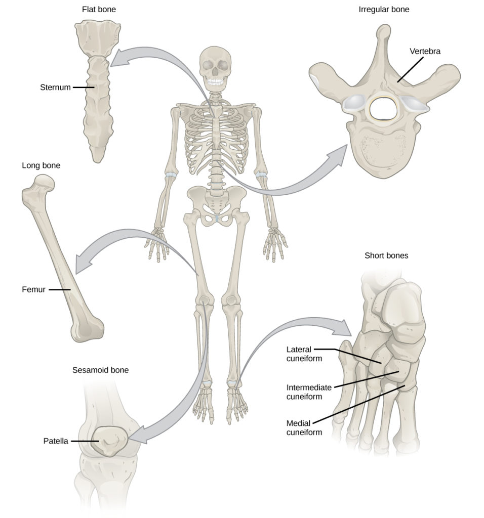 Tipos de ossos